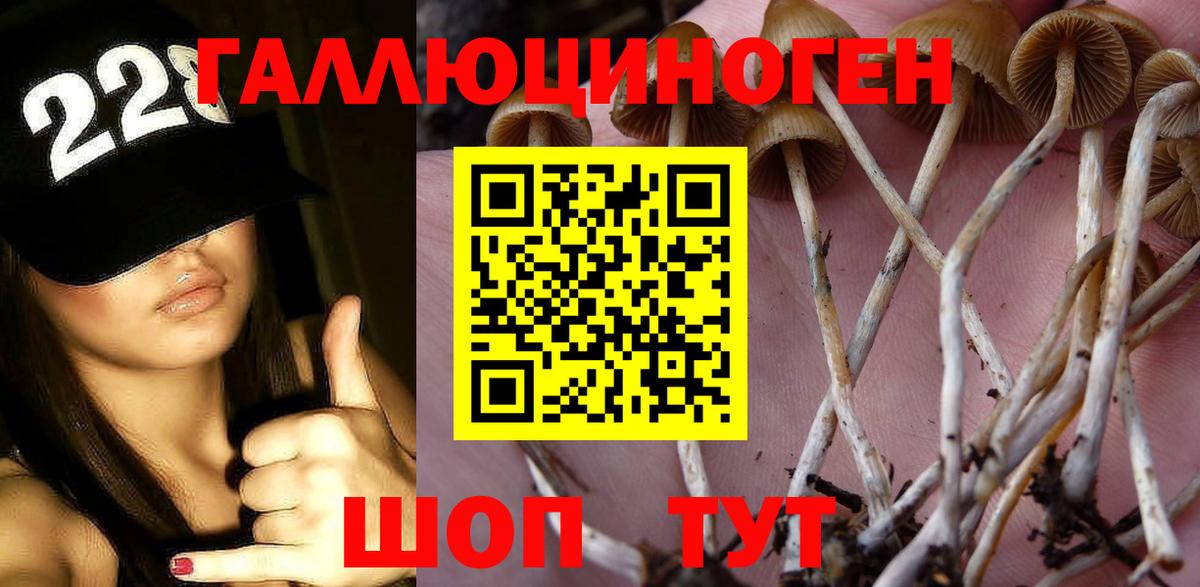 Галлюциногенные грибы Cubensis  Вход с VPN  Псилоцибиновые грибы Psilocybe  Горно-Алтайск 